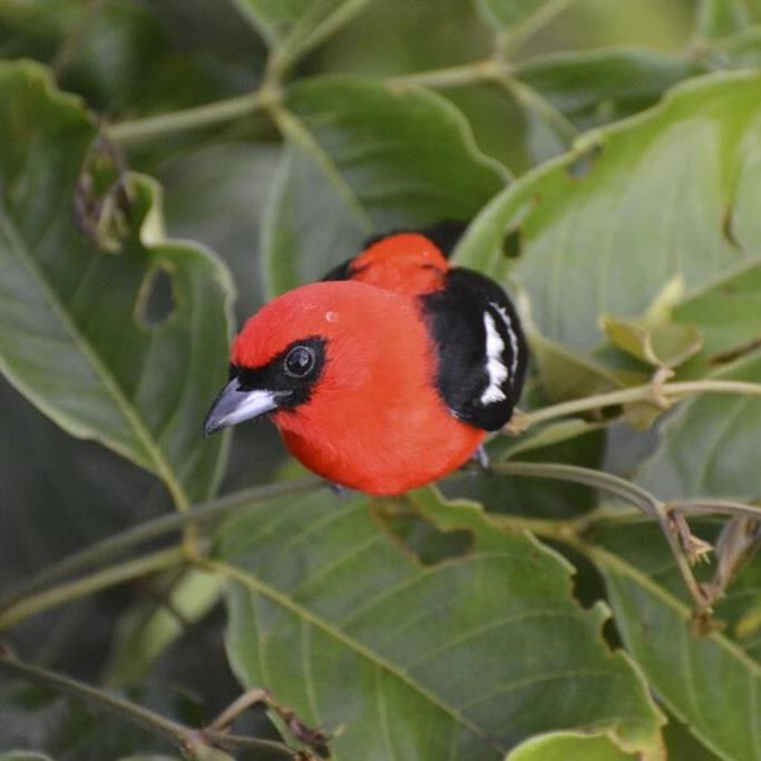 Farms with natural landscape features provide sanctuary for some Costa Rica rainforest birds